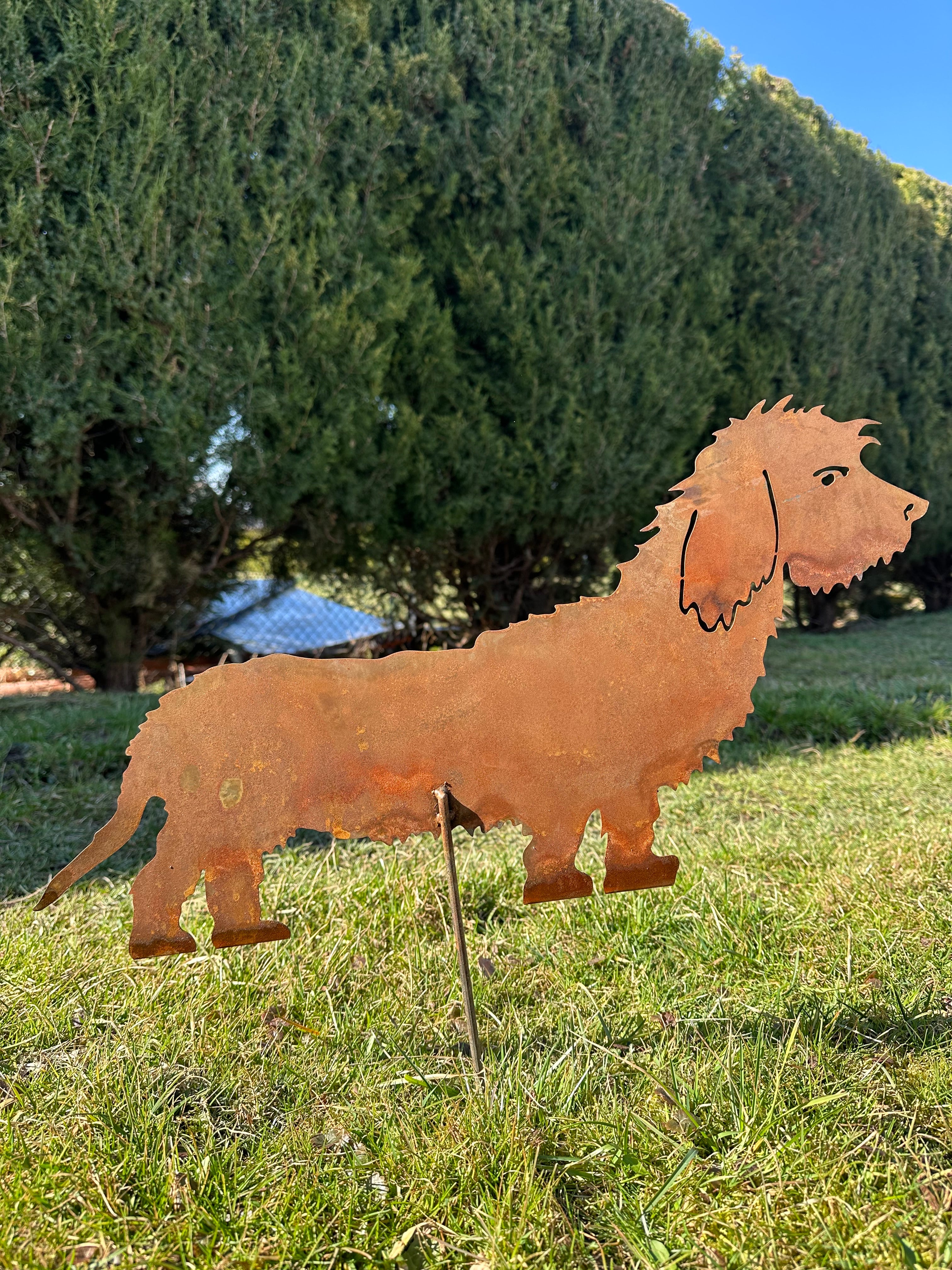 Hund „Rauhaardackel”