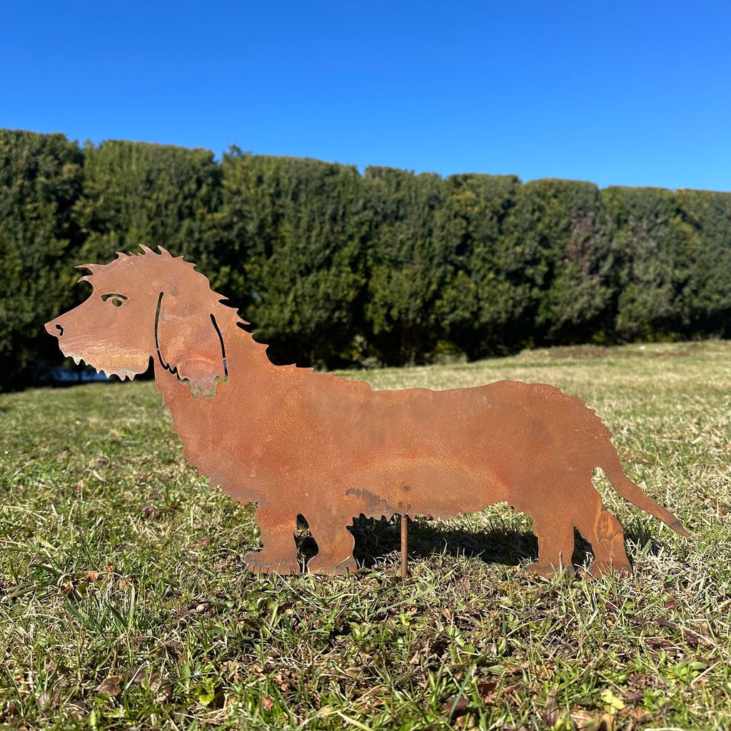 Hund „Rauhaardackel”